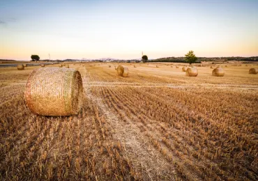 farm-site