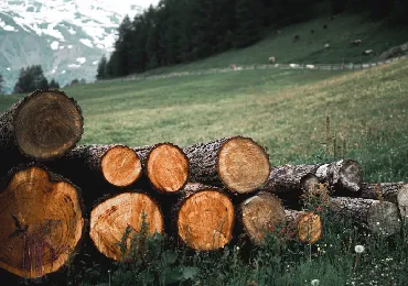 forestry-site