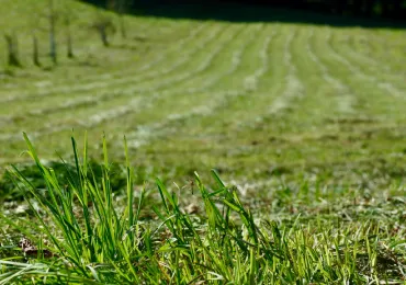 garden-landscape