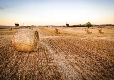 agriculture-farming