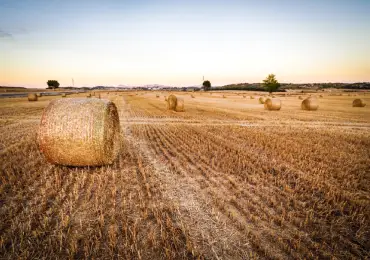 farm-activity