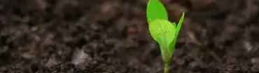 sustainable-mind